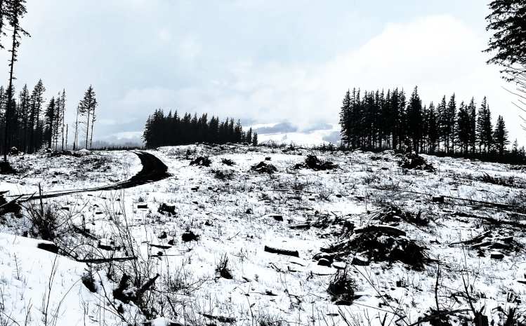 Photo of band members of This White Mountain